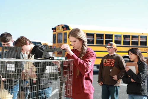 An FFA student gets the opportunity to physically touch and judge the meat quality of poultry. 